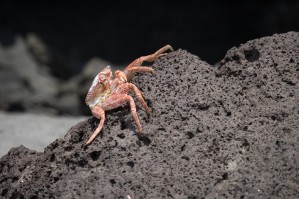 Hawaiian Red Crab   Maui Hawaii 3371